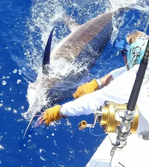 angler catching a marlin on bright blue ocean water during deep sea fishing