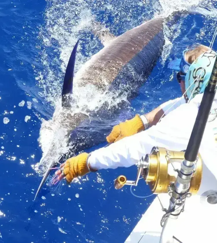 angler catching a marlin on bright blue ocean water during deep sea fishing