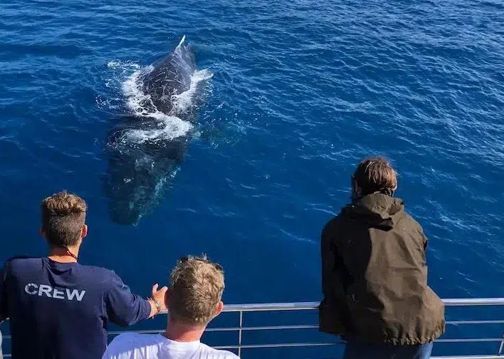 South Shore Whale Watch