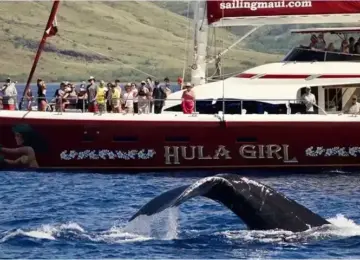 Whale tail splashing in ocean near red Hula Girl catamaran with passengers and green hillside background