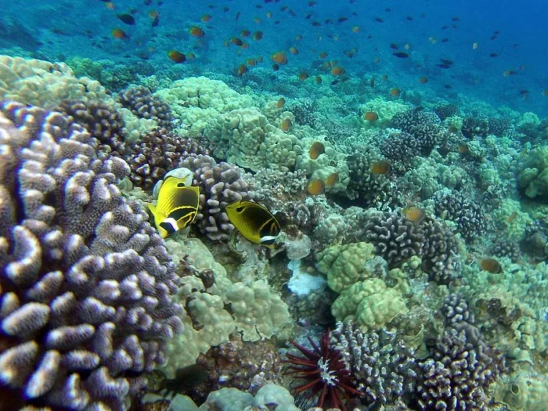 PM Maui Snorkel and Seasonal Whale Watching