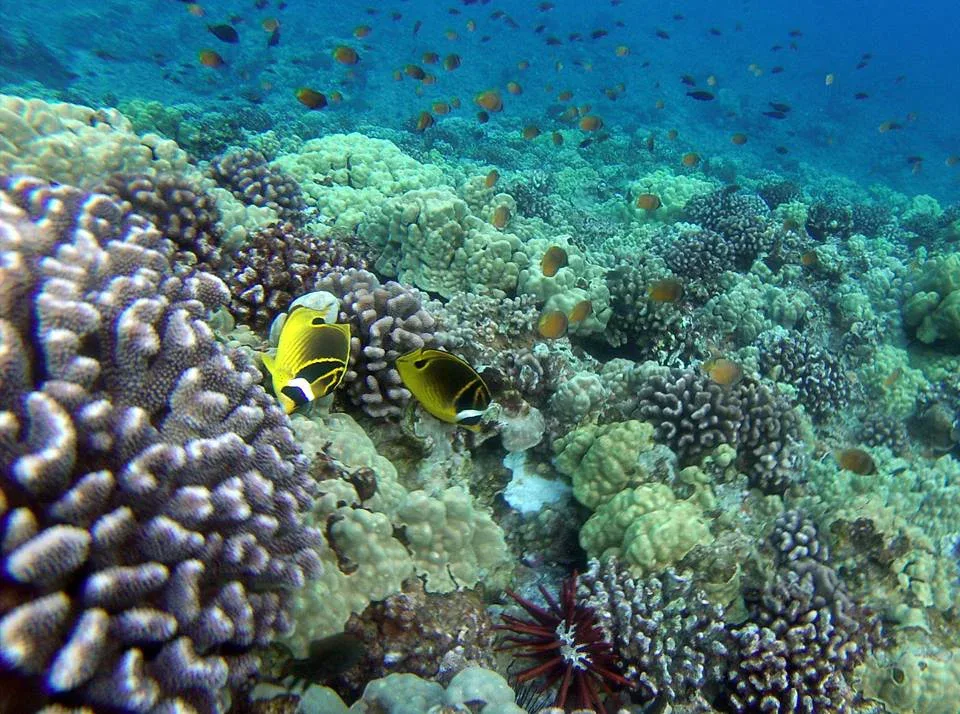 PM Maui Snorkel and Seasonal Whale Watching