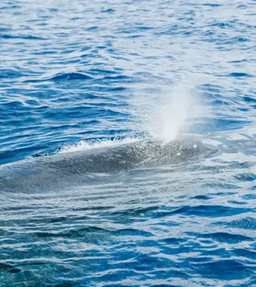 whale blowing water spout at ocean surface