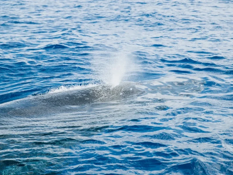 Morning Sail with the Whales