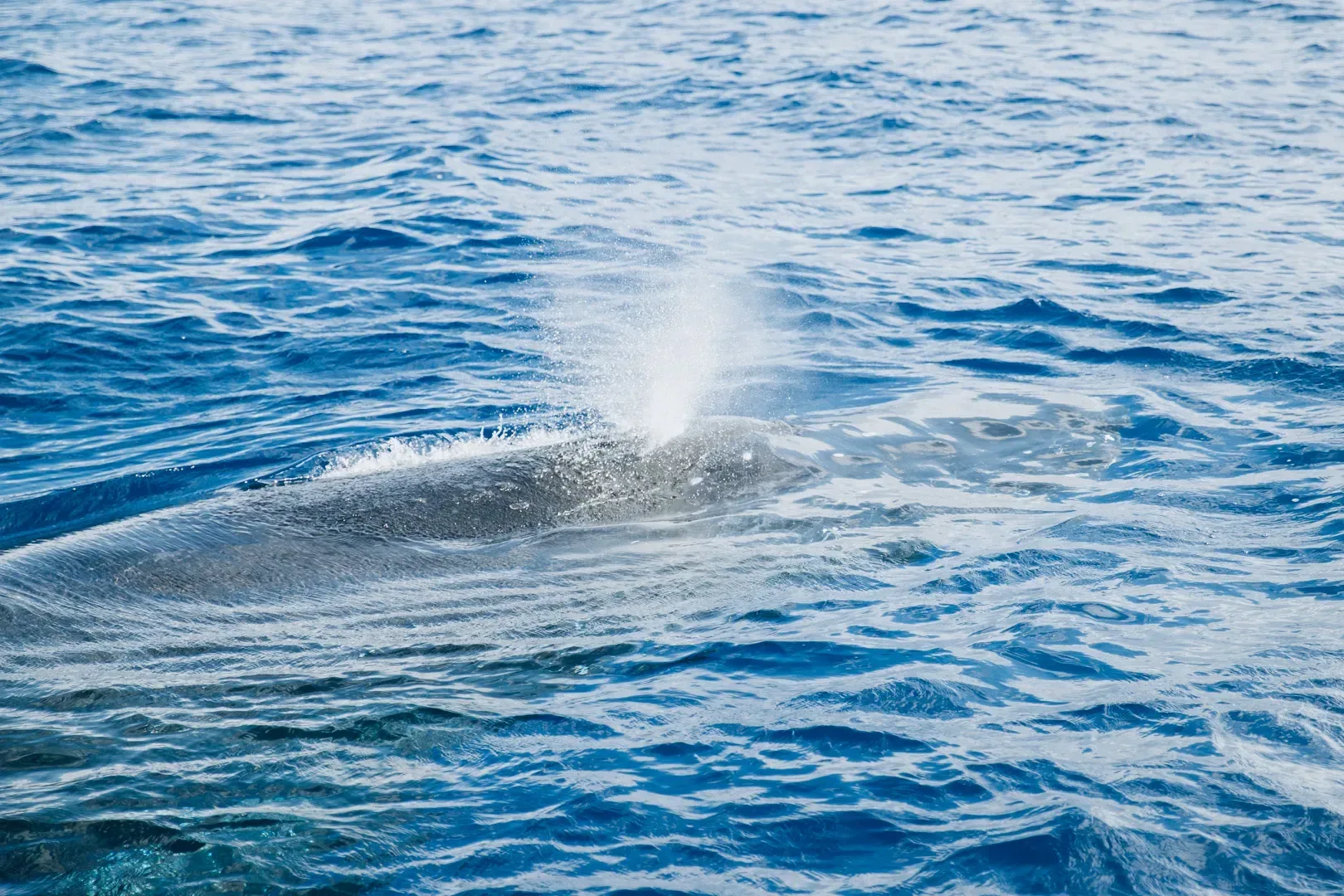 Morning Sail with the Whales