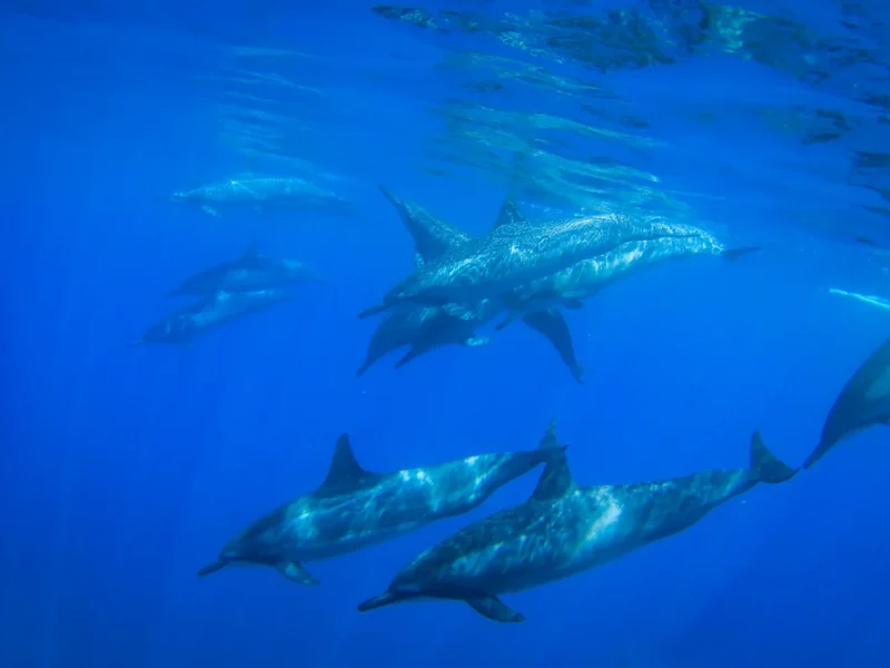 Dolphin Watch (Ka‘anapali Wild Dolphin Sail)