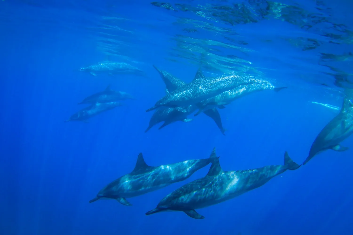 Dolphin Watch (Ka‘anapali Wild Dolphin Sail)