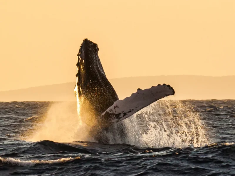 Whale Express