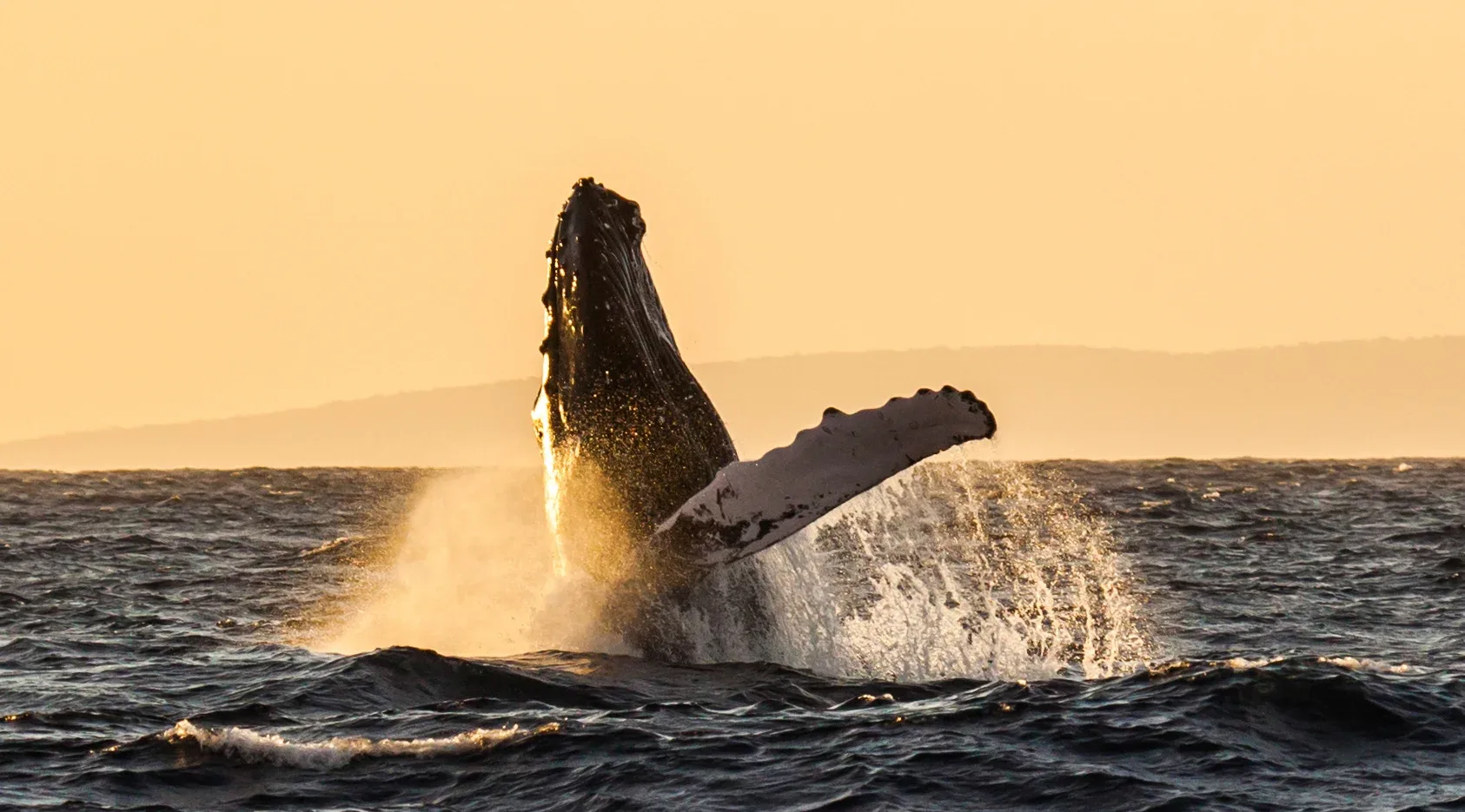 Whale Express