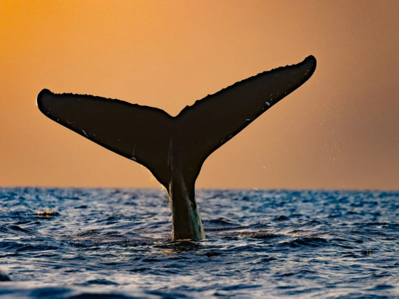 Secluded Whale Escape