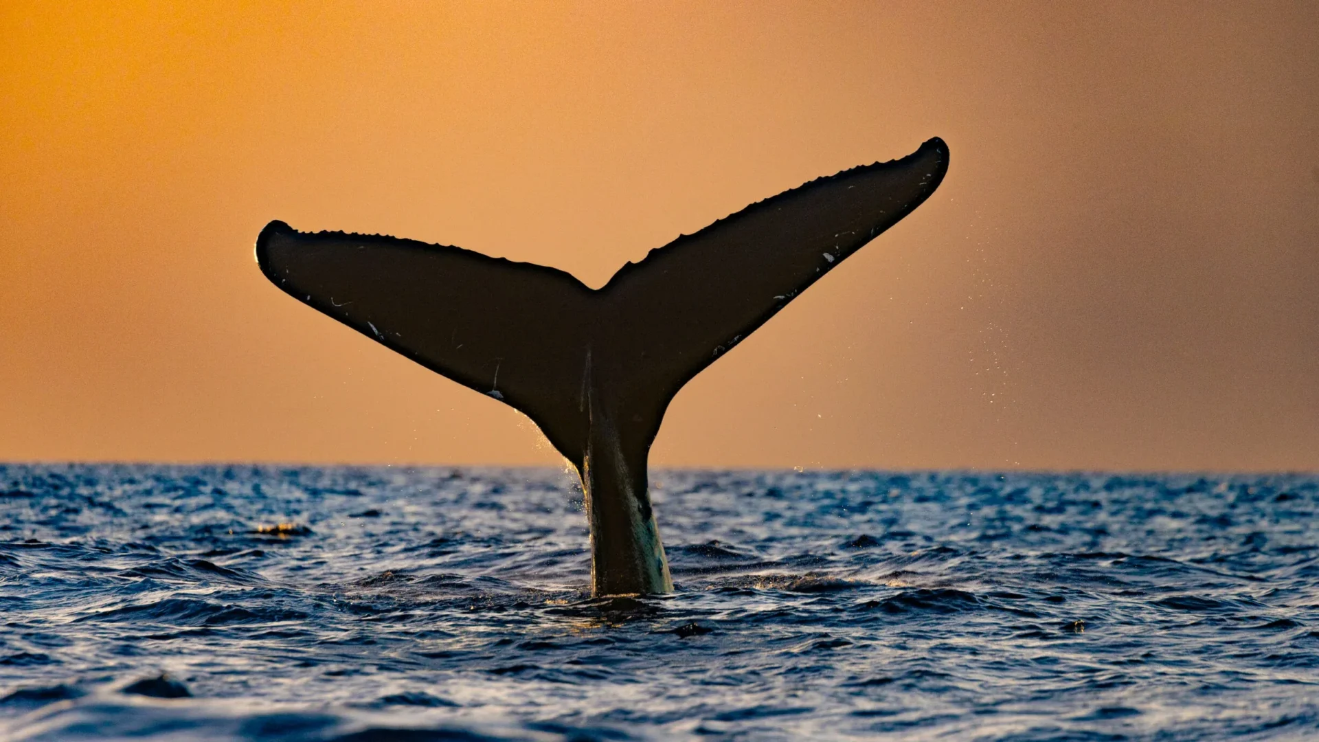 Sunset Whale Watch Dinner Cruise