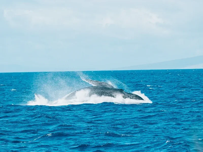 Classic Whale Watch