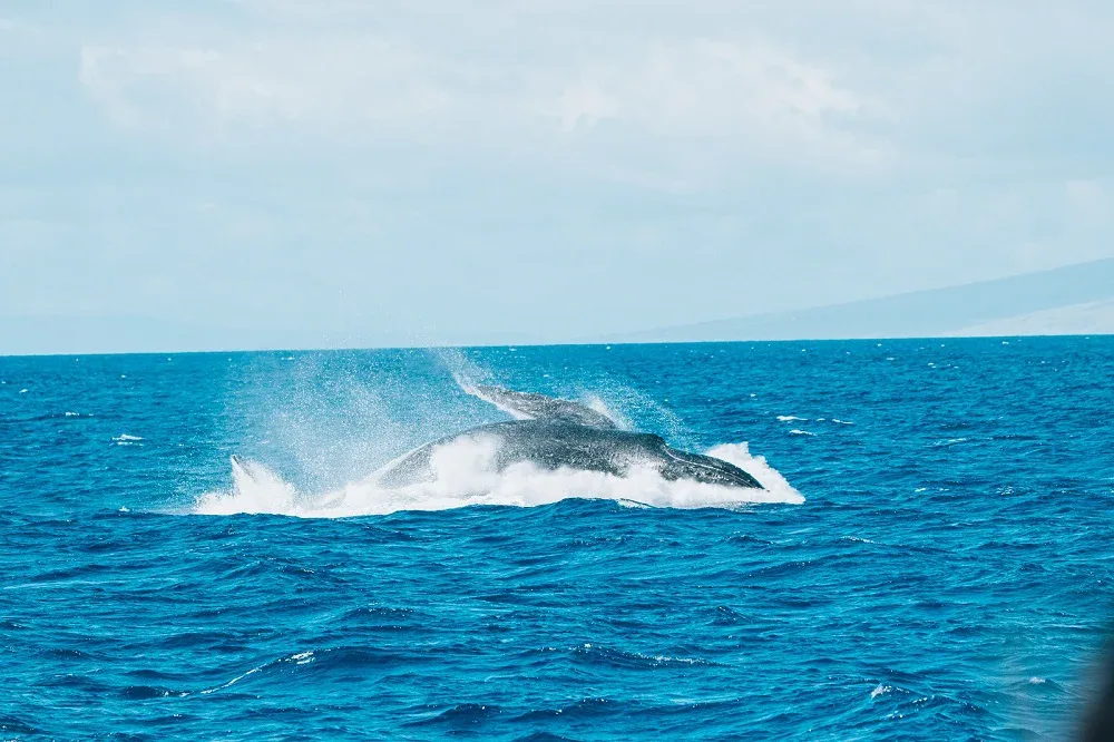 Classic Whale Watch