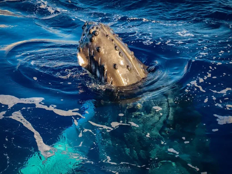 Premium Whale Watch