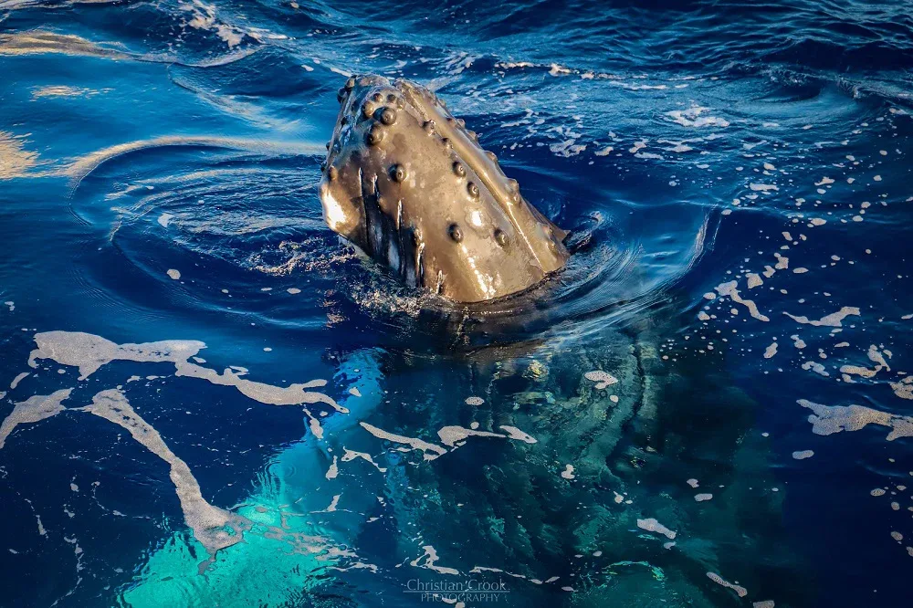 Premium Whale Watch