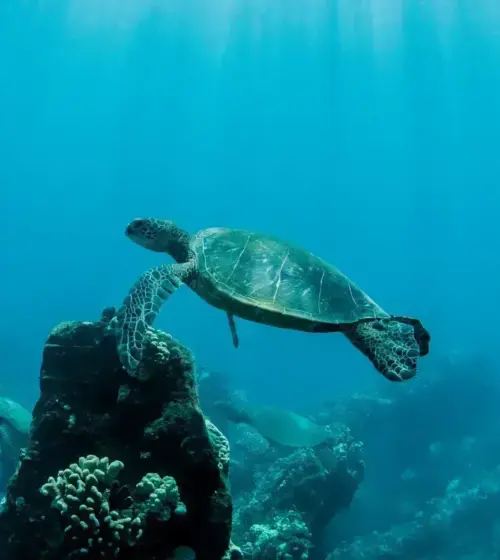 Green sea turtle swimming underwater near coral reef