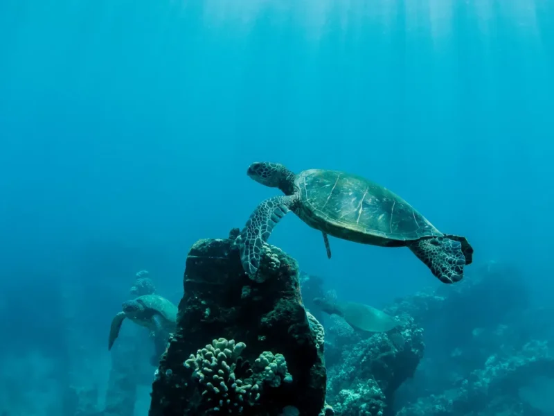 Molokini Crater &amp; Turtle Town Snorkeling Tour