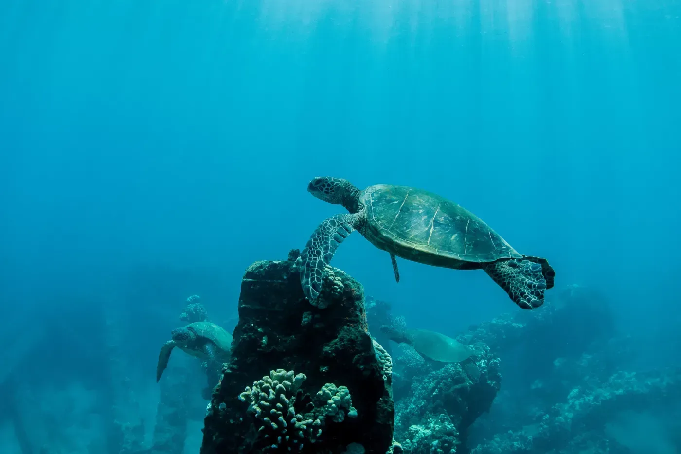 Molokini Crater &amp; Turtle Town Snorkeling Tour
