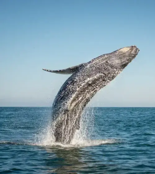 Humpback whale breaching out of the ocean with clear blue sky