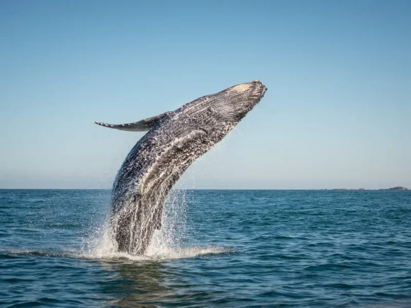Calypso Whale Watch Cruise