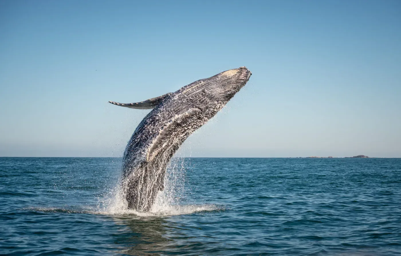 Calypso Whale Watch Cruise