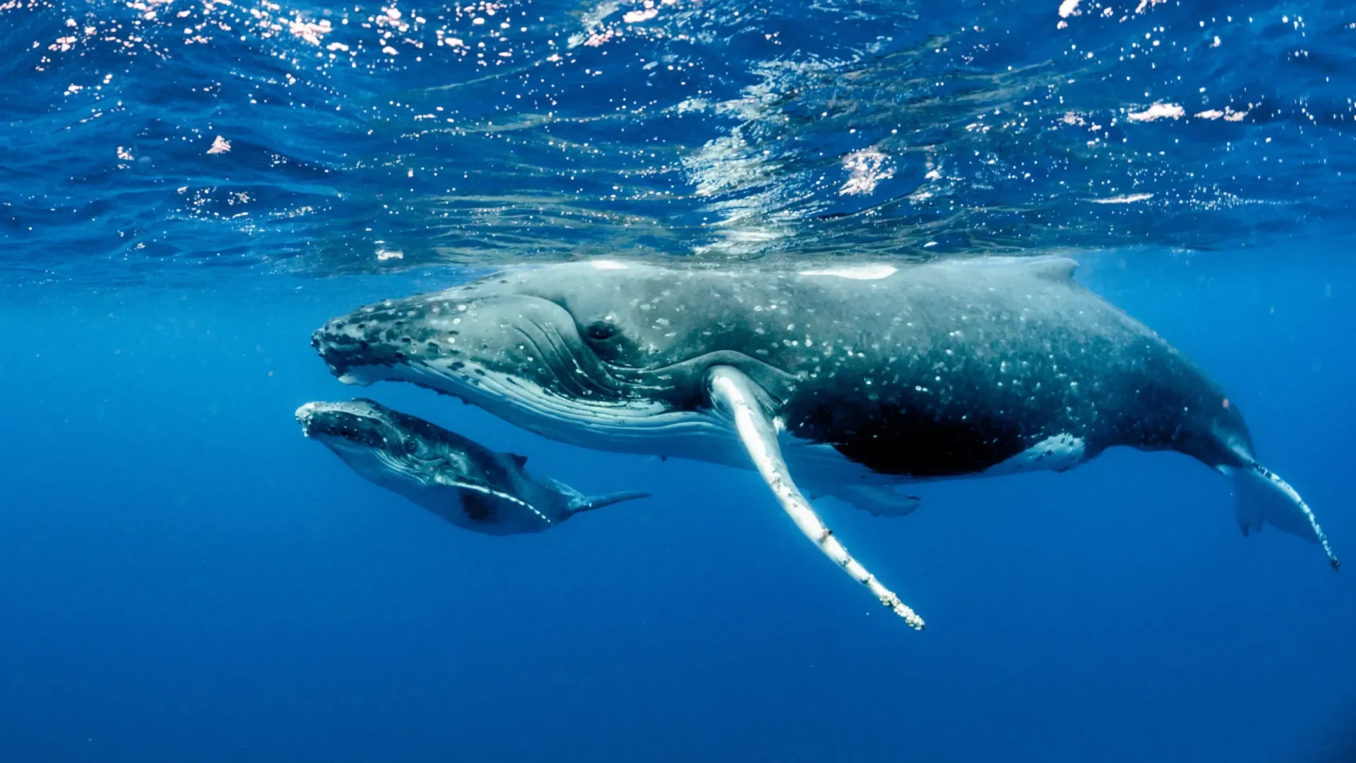 Maui Whale Watching Tour