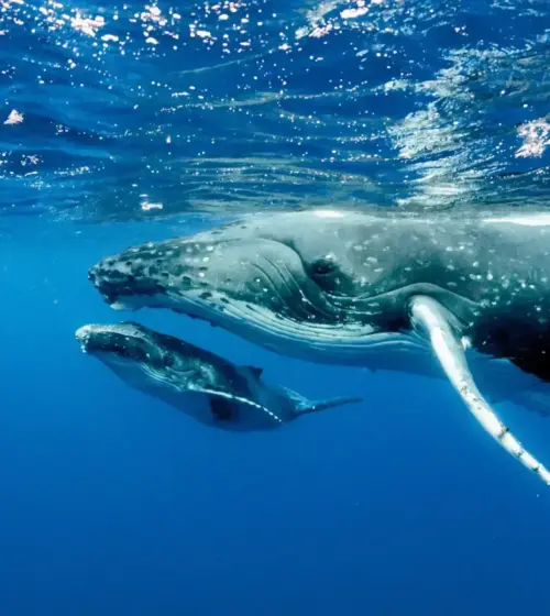 humpback whales mother and calf swimming together in clear blue water
