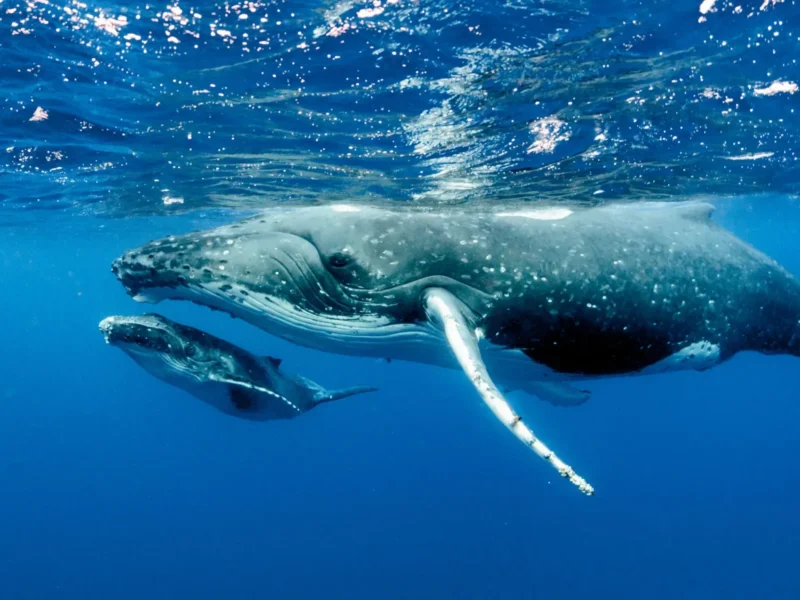 Maui Whale Watching Tour