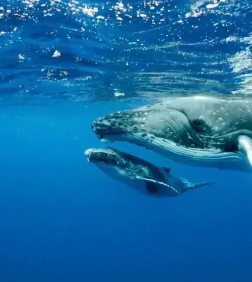 humpback whale with calf swimming underwater