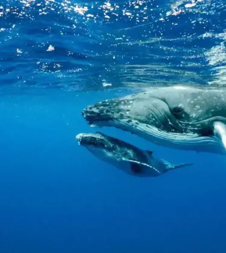 humpback whale with calf swimming underwater
