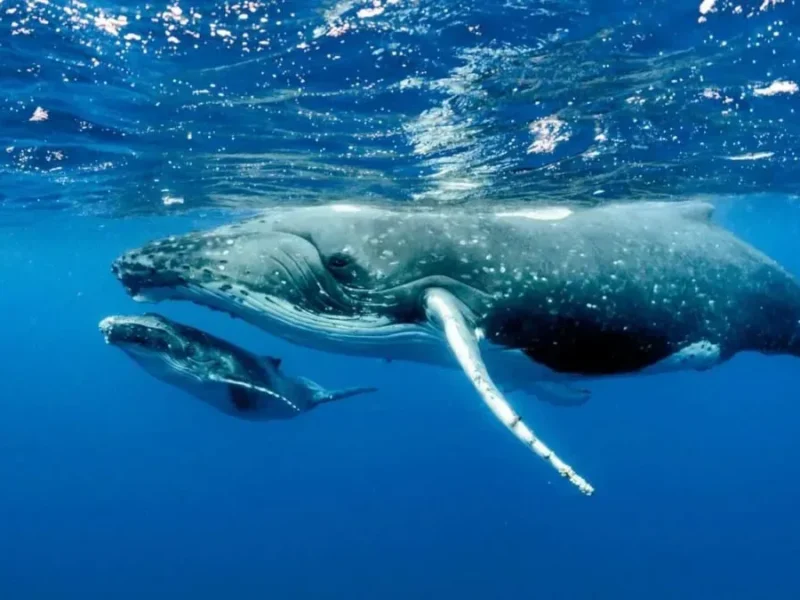 Quicksilver Maui Whale Watching Tour