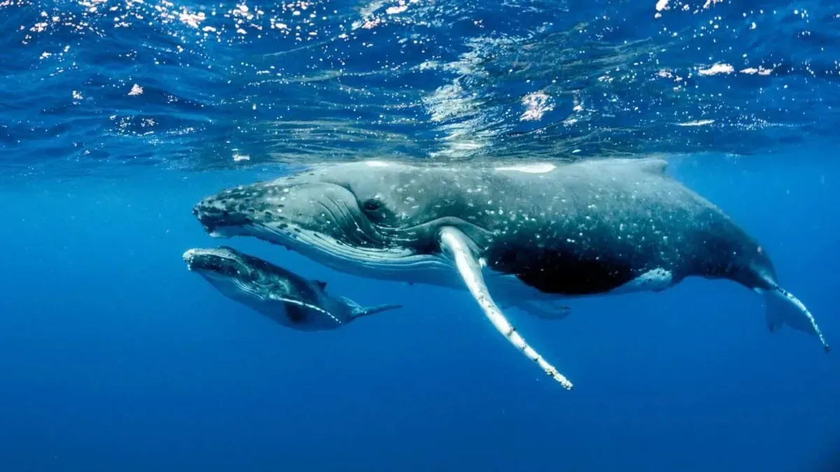 Quicksilver Maui Whale Watching Tour