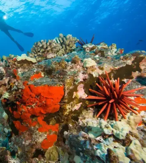 Colorful coral reef with red sea urchin and a diver swimming above underwater