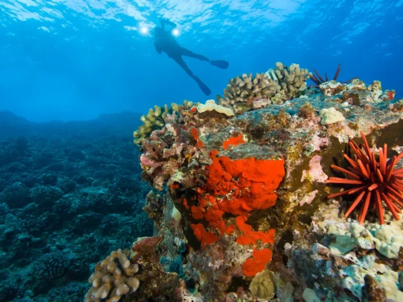 Calypso Molokini Crater Snorkeling Tour