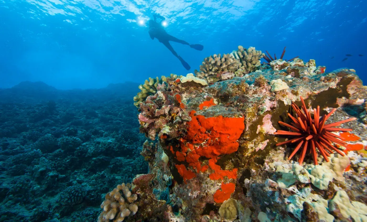 Calypso Molokini Crater Snorkeling Tour
