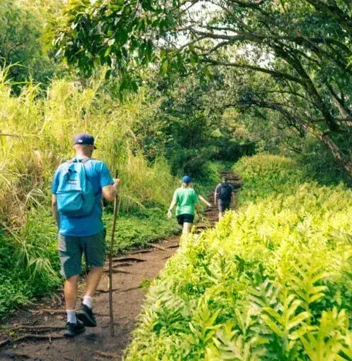 three people hiking on a forest trail surrounded by lush greenery