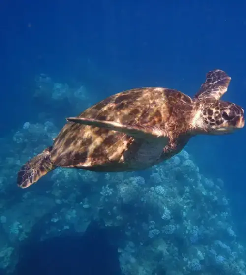 Hawaiian sea turtle swimming underwater with coral reef in background