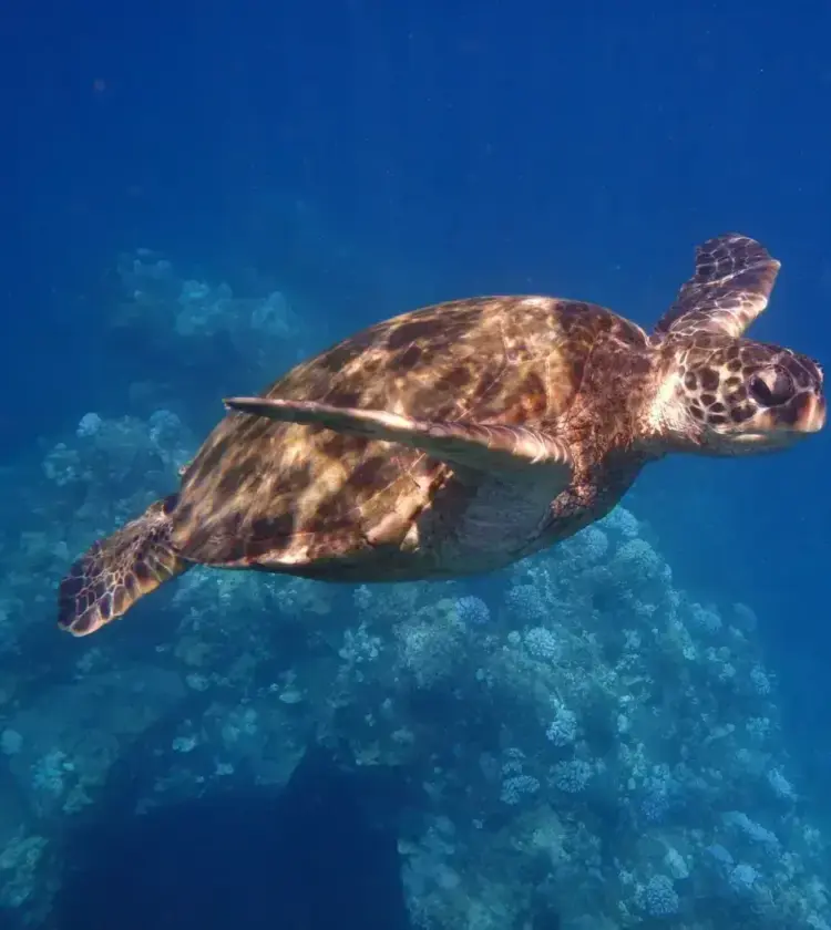 Hawaiian sea turtle swimming underwater with coral reef in background