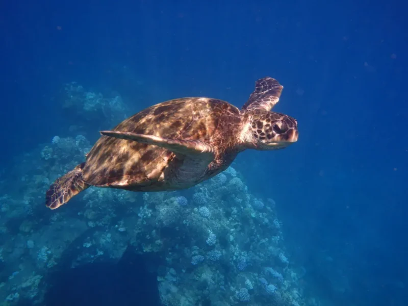 Quicksilver Turtle Town Morning Snorkel