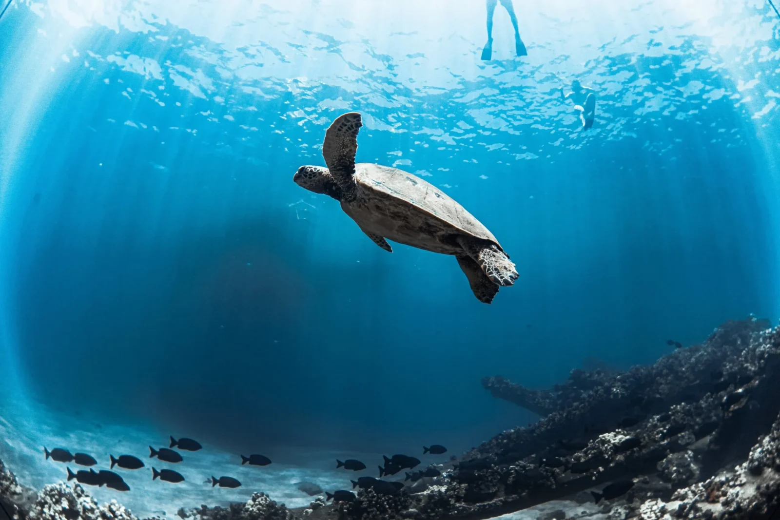 Premier Snorkel Sail