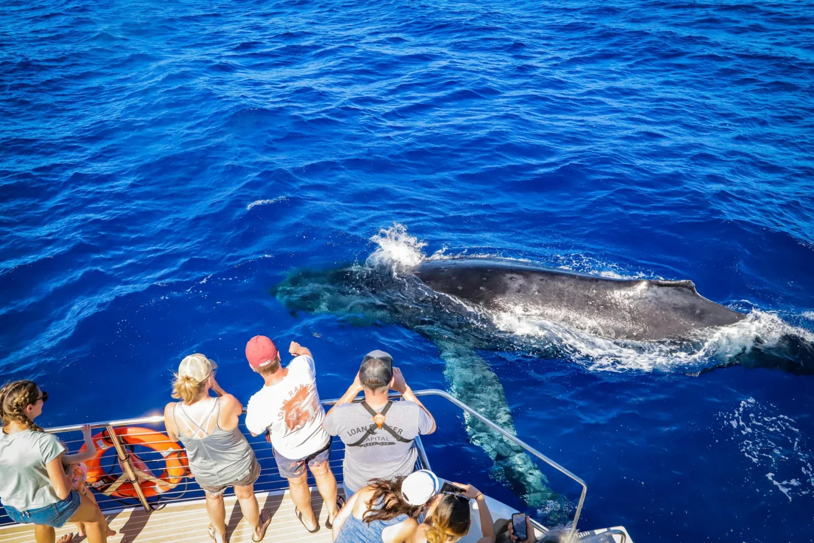 Classic Whale Watch