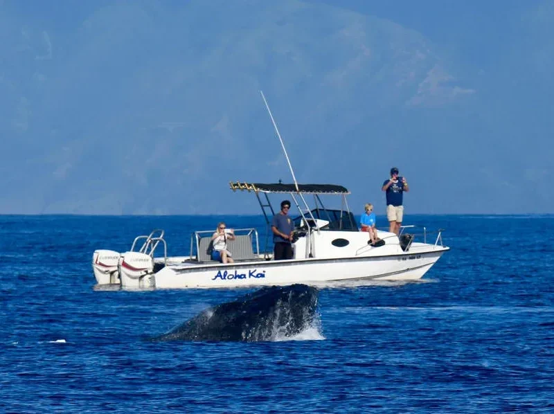 Secluded Whale Escape