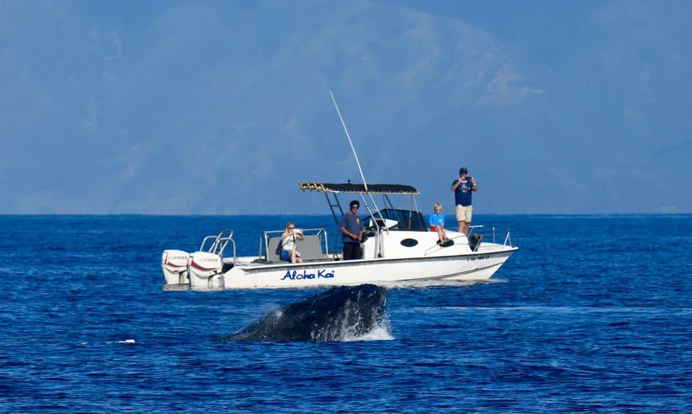 Secluded Whale Escape