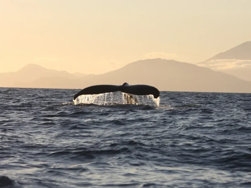 Classic Whale Watch