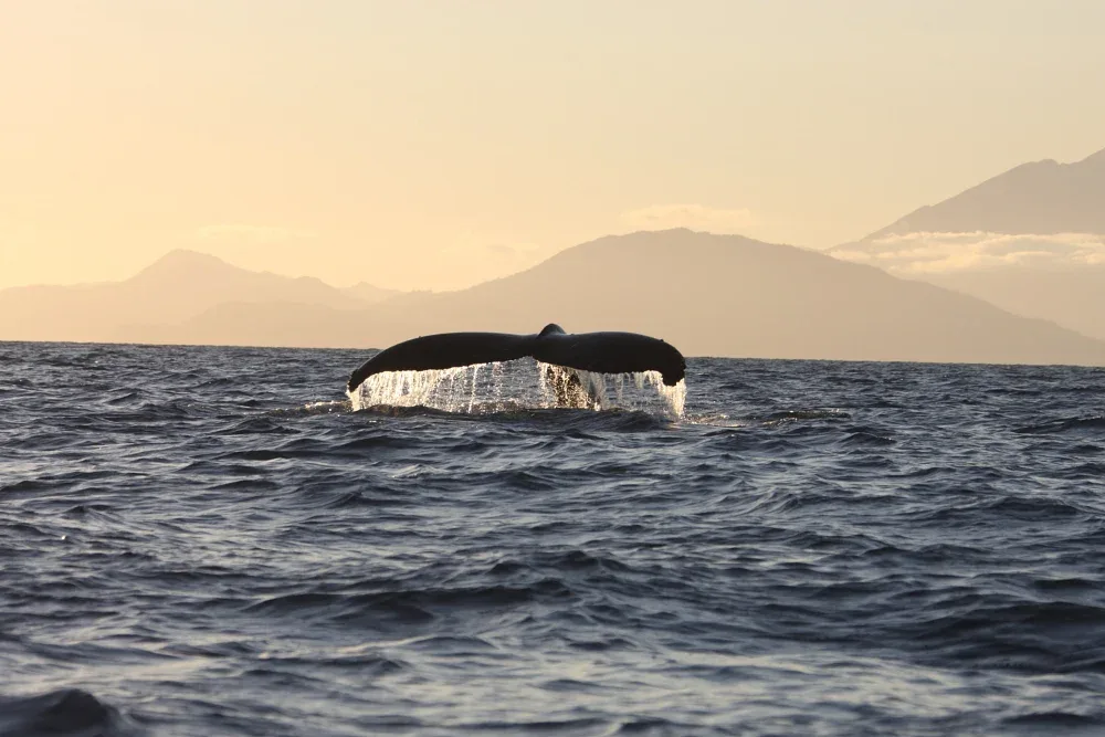 Classic Whale Watch
