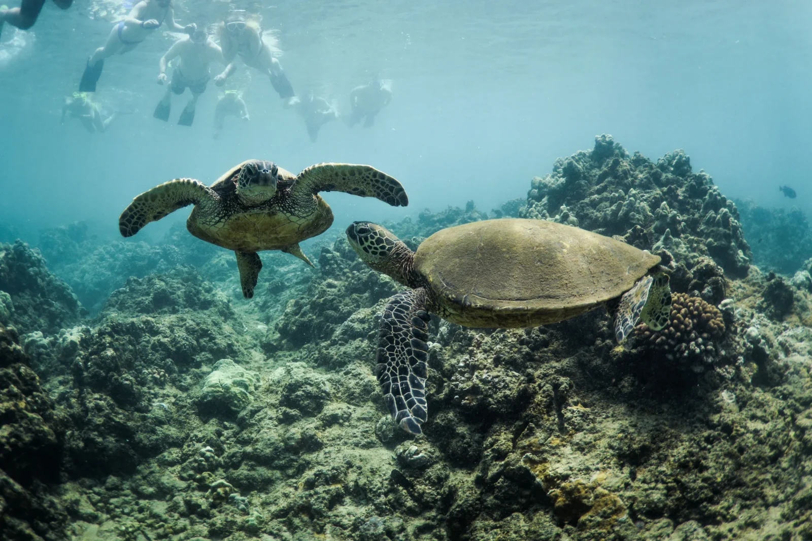 Turtle Reef Afternoon Snorkel