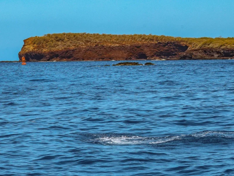 Wikiwiki Molokini