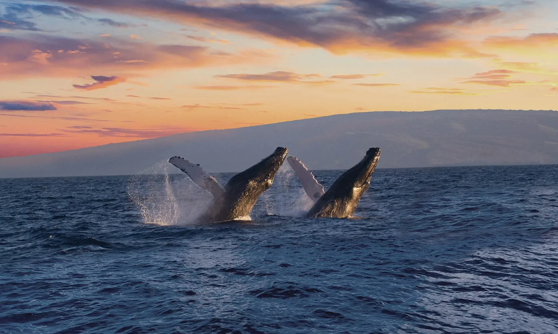 Whalewatch Sail Deluxe (Lahaina)
