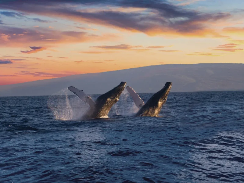 Whalewatch Sail Deluxe (Lahaina)