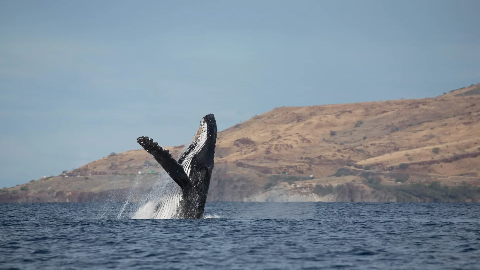 Whalewatch Sail (Maʻalaea)